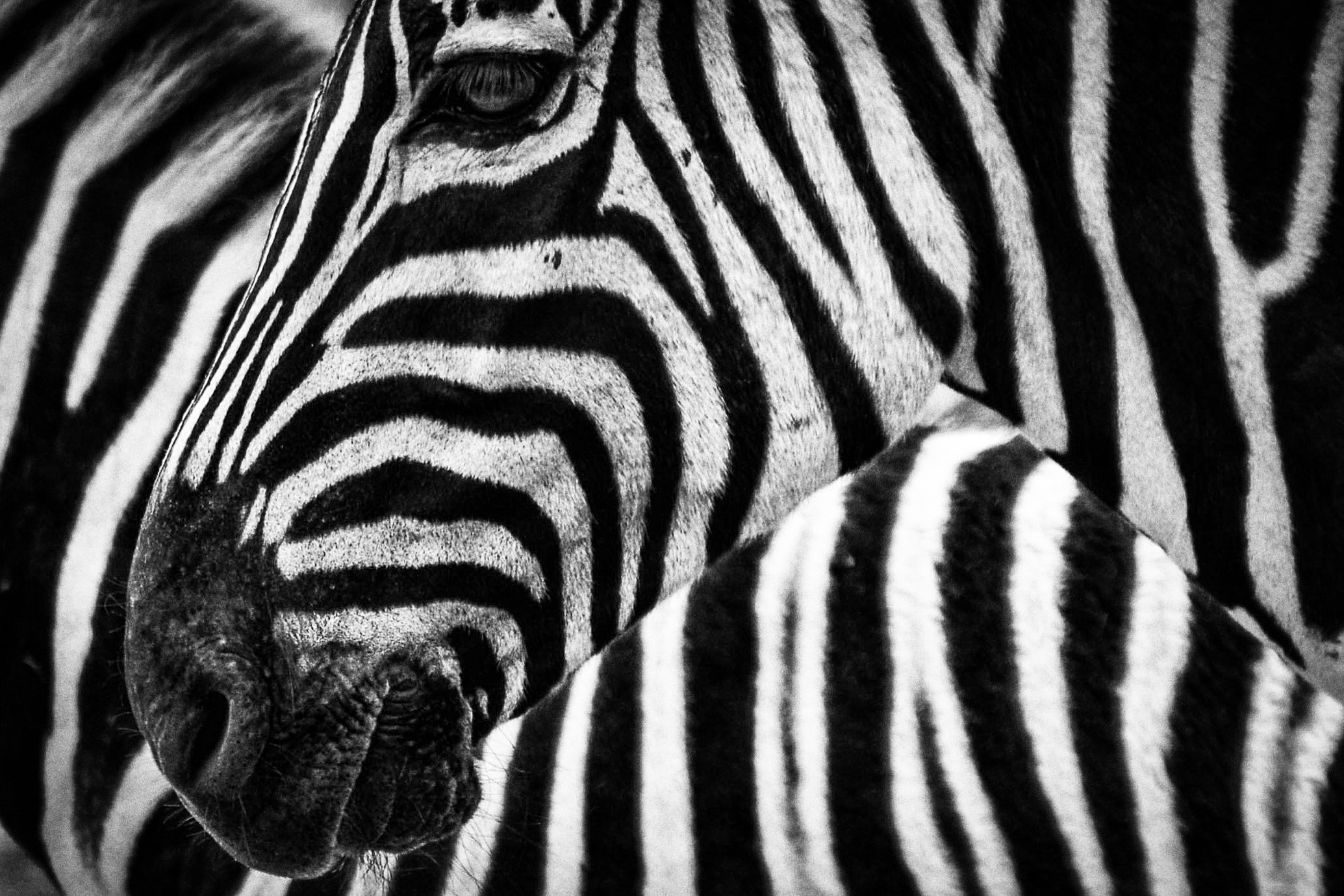 blanco y negro